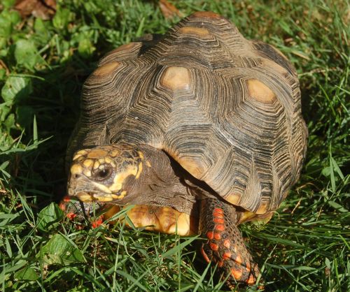 redfoot 