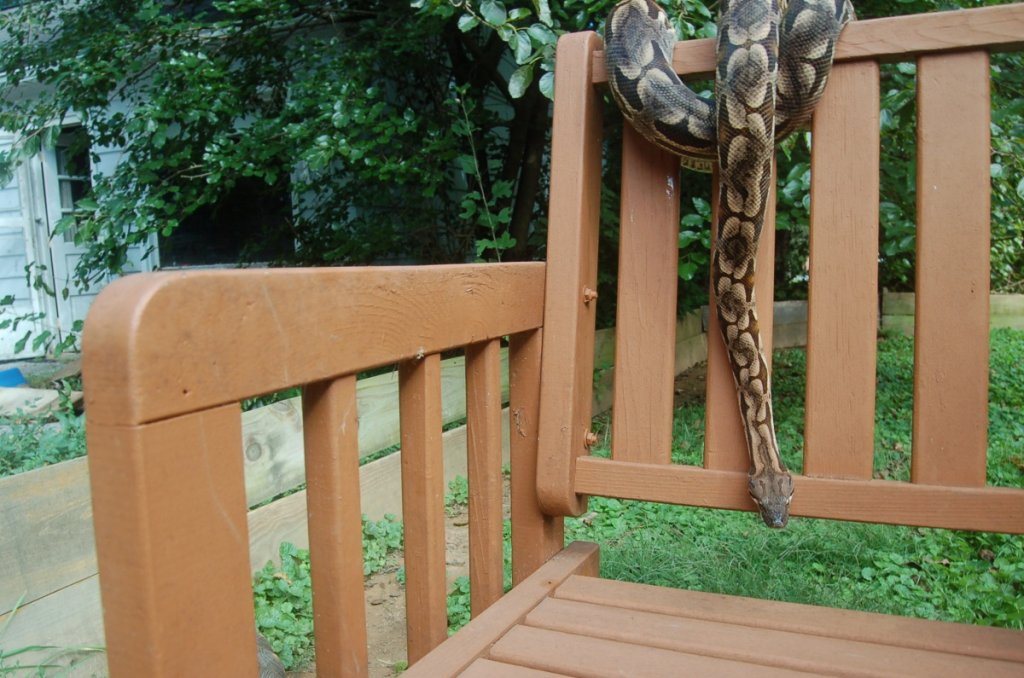 dumeril boa 