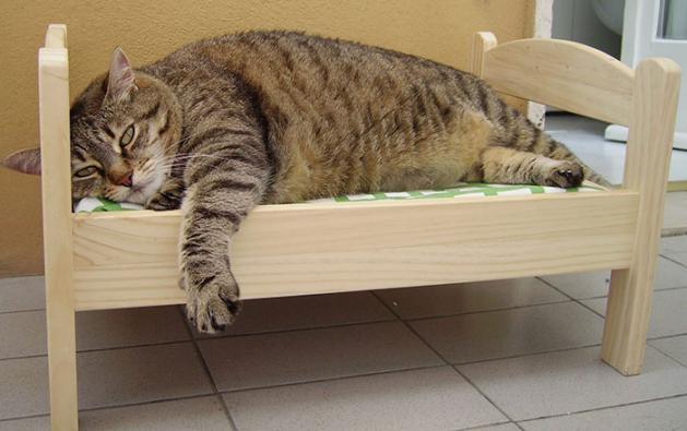 5d 2e 0b 20-7192-11e 4-85a 9-c 56c 05775555 ikea-duktig-bed-hack-cat-bed-7