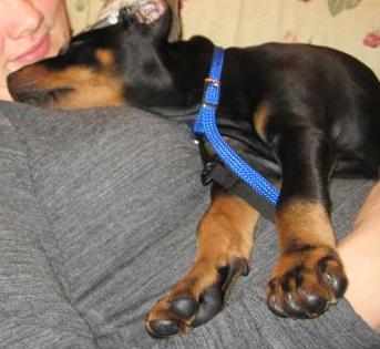 My brothers new Dobermann!! - King (USA/Norway)

Oooooooo! 
Taking a nap on my bro's wife there.

Well, the adventure has started! Yeah!!
It's gonna be such fun meeting this little boy
sometime this spring!