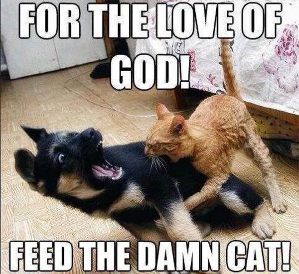 dog-humor-funny-feed-damn-cat