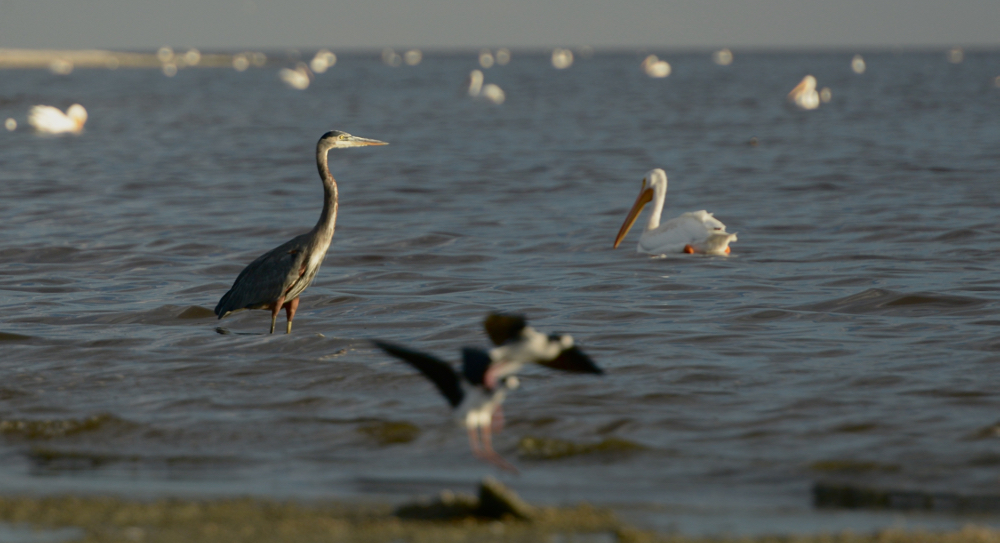(Untitled)