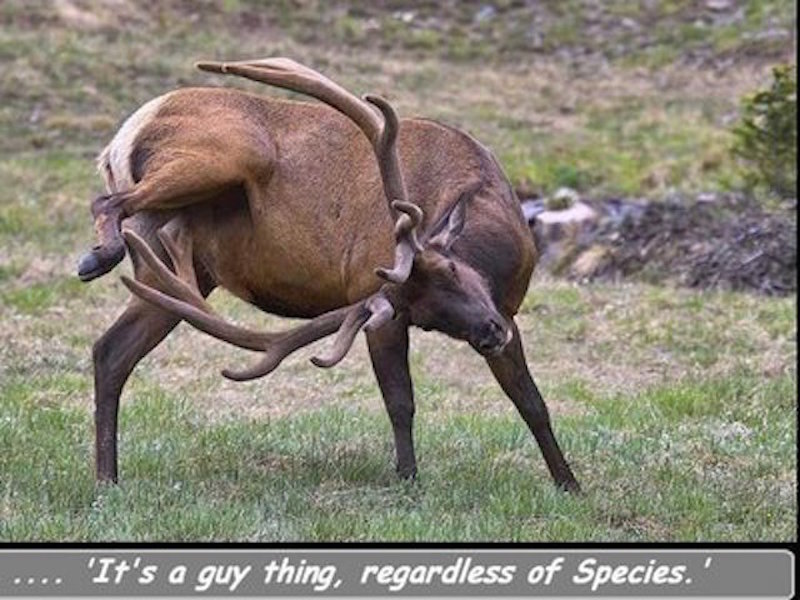 Animal Humor funny picture (381)