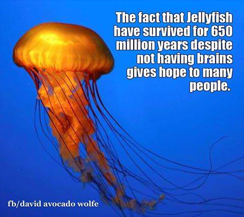 jelly