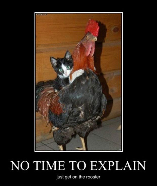 Funny-Animals-with-Captions-30