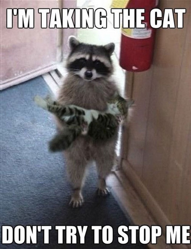 Funny-Animal-Meme-10