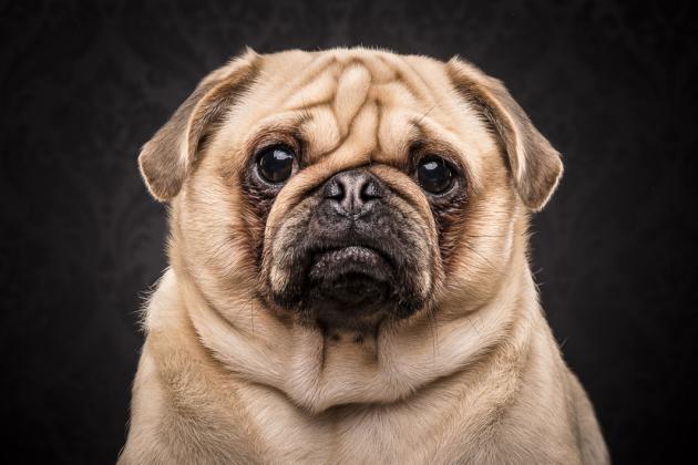 568ead 50-84bb-11e 5-9811-49e 3ba 7423f 6 5 CATERS PUG LIFE 