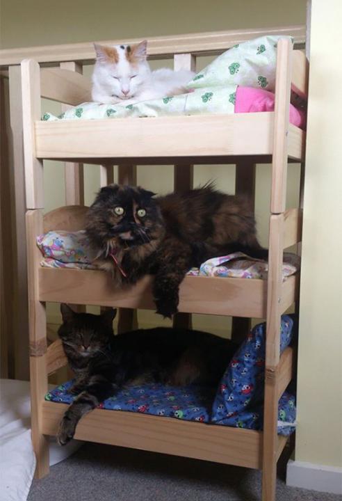 60756df 0-7192-11e 4-bd 22-719d 58735d 8d ikea-duktig-bed-hack-cat-bed-16