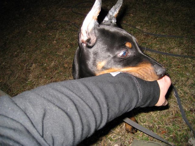 Chomp chomp! - King (USA/Norway)

Right, when evaluating a puppy such as this is, seeing 
how deeply he puts an object, such as my brothers arm here
into his mouth, tells you how suited he is to be trained.
This dog practically maximizes the grip with his mouth, 
signifying absolute top notch genes and psyche levels.
This then actually showes that the dog is a calm and controlled animal,
that will not bite out of fear, but is a secure and trusting canine.
This is of course playfull behavior displayed in the photo..! 
Dogs of this kind and breed should be trained to have a relaxed 
relationship to their mouths, and learn when it is appropriate to use it, and when not!
And of course , how to use it! 
I think my bro' got a superb animal! I'm really happy for him!!!