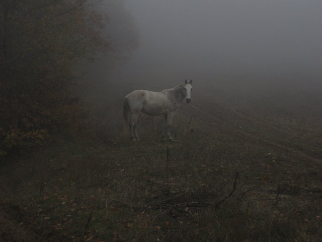 Horse - I was surprised to see this guy appear out of the fog.