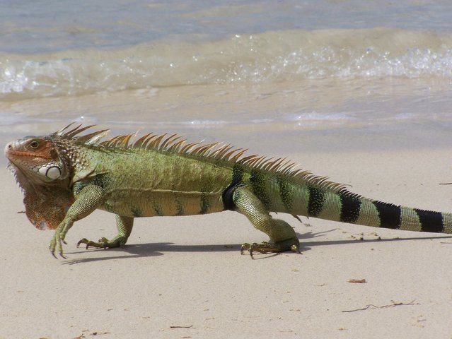 Cool lookin' guy - Carlos Rosario Beach, Culebra