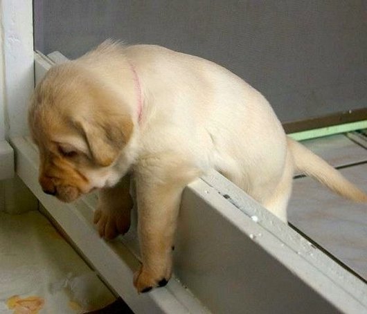 8-3-12-crazy-cute-funny-animal-photos 4