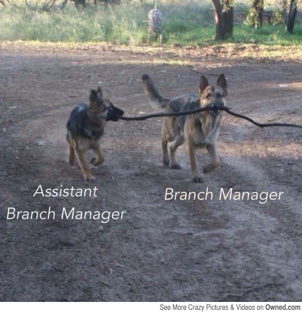 the branch wouldn t run without them big