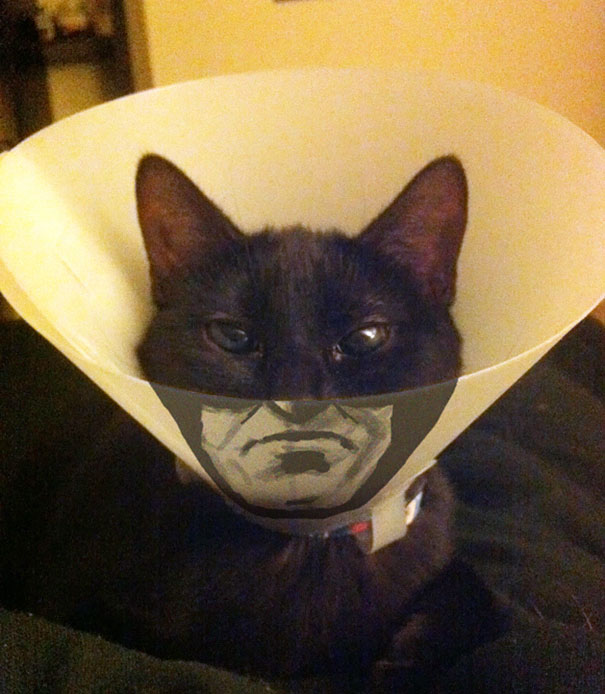 bat-cat-bored-panda