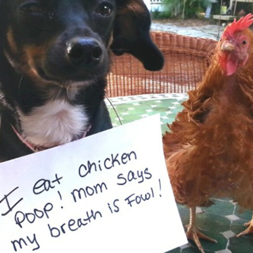 dog-shaming-best-feature-808x 808