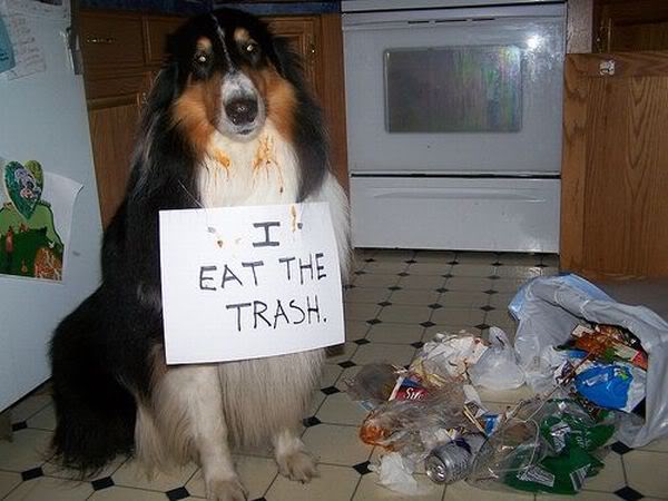 funnypicsofanimalsdogsandsituations