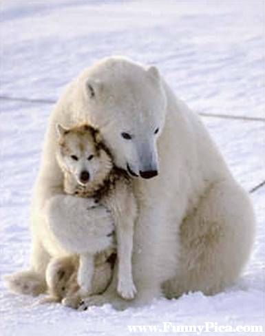 Funny-Dogs-Funny-Dog-Picture-06-Funny Pica.com