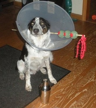 dogcost35