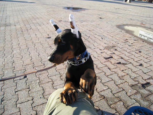 My brothers Dobermann is growing up! - King (USA/Norway)

That a dawg....
Looking a bit under the weather there as he is teething and stuff.
This boy has got some huge feet! Man!