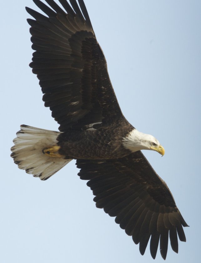 DSC 1395EAGLEBESTSOOC