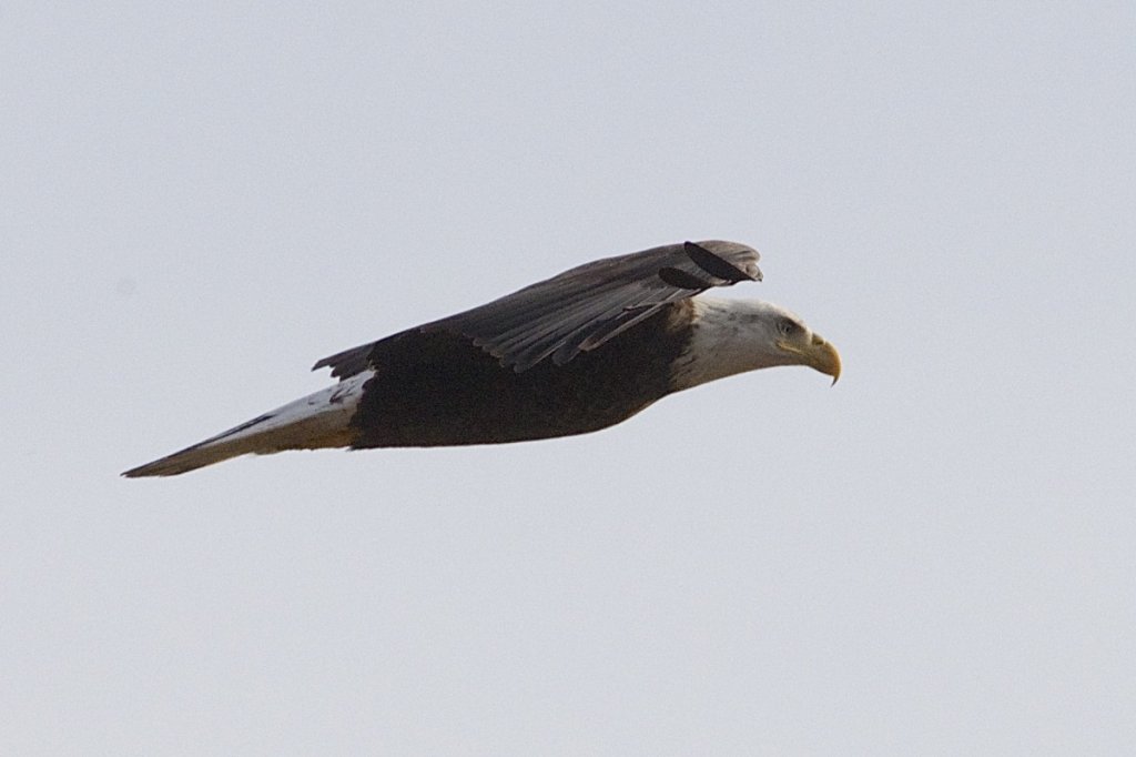 DSC 1342EAGLEWOW!