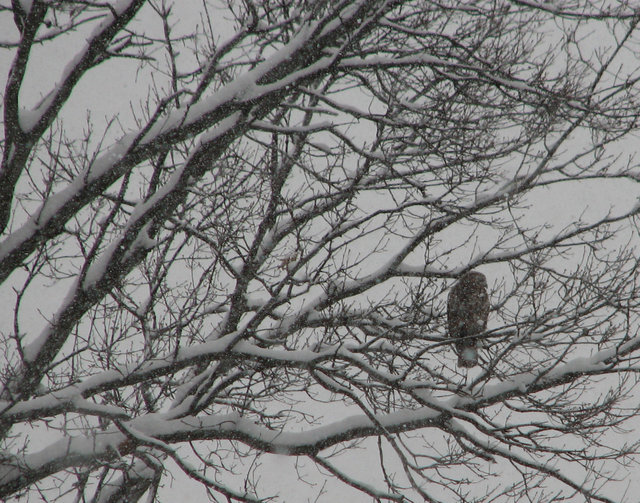 From my driveway on a snowy day - Can't quite make out what kind of bird it is. An owl? Shot with a Canon S2 IS super-zoom camera