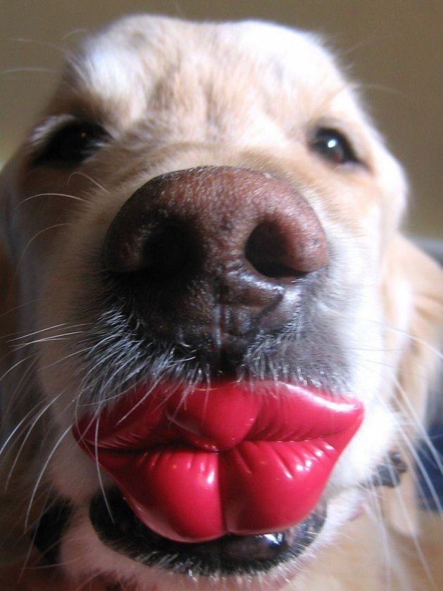 funny-animal-pictures-of-the-week-046-003