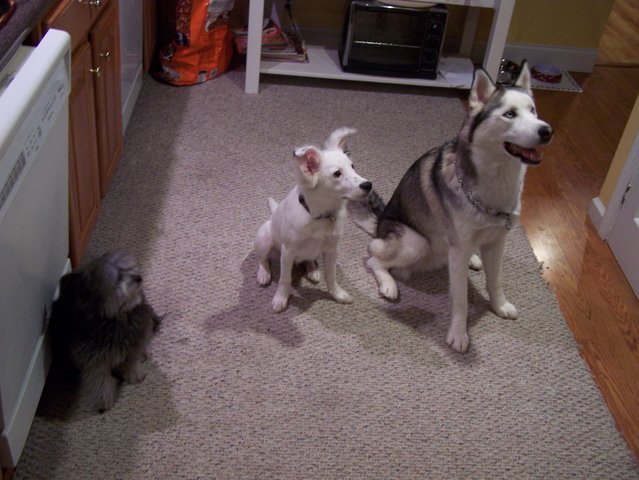 Precious, Powder, and Rocky.