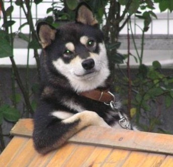 RELAXED-DOG-IN-BUCKET-2