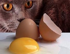 cats1