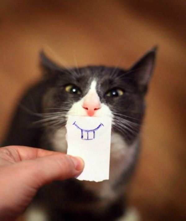cat-funny-5