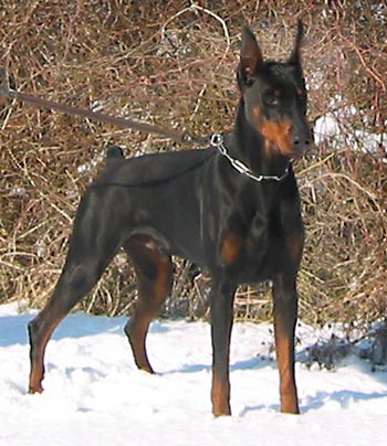 This is the dad of my brothers dobermann. - (USA)
The resemblance is rather uncanny!
He is called Topper, short for TOP of the line.
Here he is handled by John Soares in a competition: 
http: /www.youtube.com/watch?v=v 5fz 0n Yd Crs. (Vid' edited by my brother)
What a daddy!