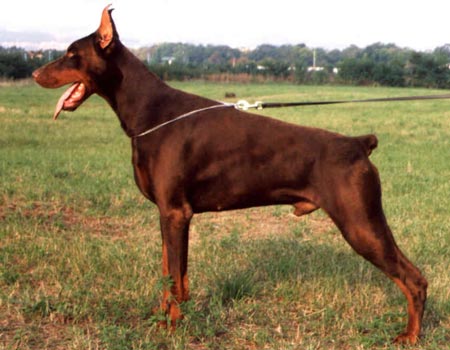 This is Baron NIKE RENEWAL - (Australia DAD = "prinz von nordenstam, Serbia&Montenegro Mom = BORANA KARMEN Sawages Serbia&Montenegro)
The no 1 Dobermann in modern times EVER!!!
Sadly lost to the fields of yonder on 20th of december 2007.

Perfection!!! 
The credits? 
18x CAC,15x BOB, 7xCACIB, Youth Vice Eurosieger (WIBLISHAUSER)
V 1 IDC'97( ANTONIO DI SOMMA), IDC Sieger 98 (PEZZANO)
V 1 Eurosieger'98 (WIBLAISHAUSER), V1 European Dog Show '98 (MARCIETTI)
ODK Austrian Club Sieger (HERMAN MENCKE), Yugoslavian Club Champion	V 1, 
BOB Special Dobermann Show, Yugoslavia (M. Dalgaard)
V 1, CAC, Club Winner Hungarian Dobermann Club Championship 2000, October 28 (F.Striby)
Dobermann Championship 2000, International Champion, Yugoslav Champion, Hungarian Champion
Hungarian Clubsieger, 5x best Progeny Group, Schutzhund 1, HD-Free, PHTVL/PHPV-Free