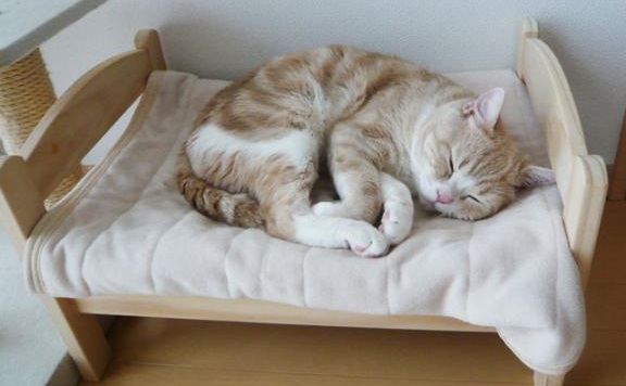 60907000-7192-11e 4-85a 9-c 56c 05775555 ikea-duktig-bed-hack-cat-bed-19