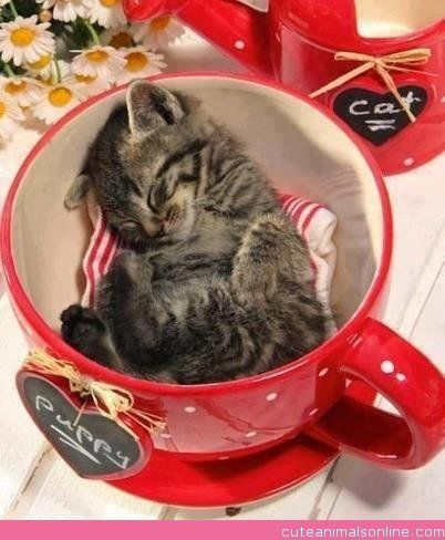 chaton-mignon-dors-dans-tasse-rouge-r-default