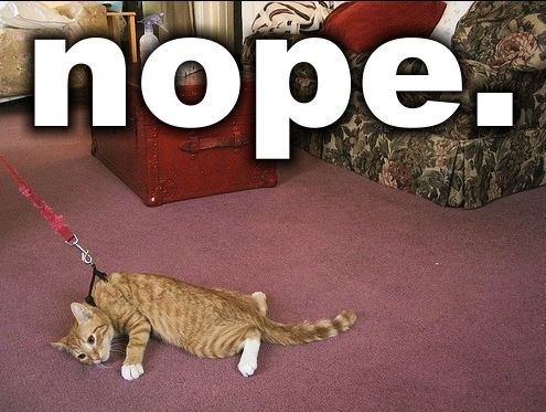 Funny-Cats-cats-29074476-495-373