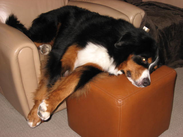 Have you ever considered a bernese mountain dog? - Porter