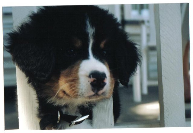 Cutest Puppy ever! - Cutest Puppy Ever!
