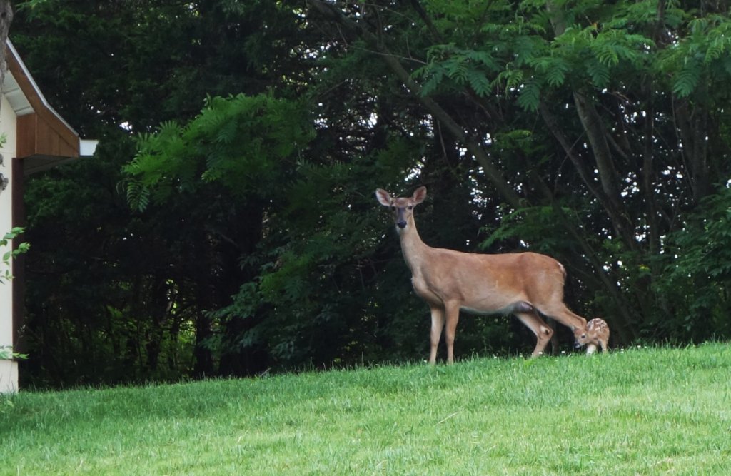 deer fawn