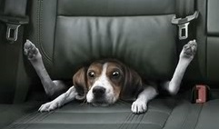 doggie-1