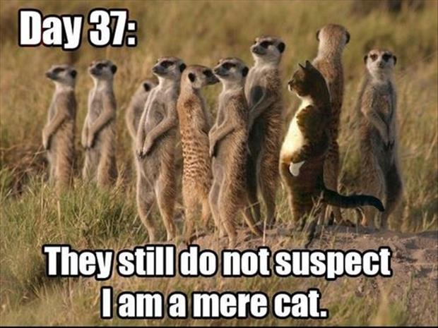 a-funny-animal-pictures-day-37-and-they-dont-suspect-anything