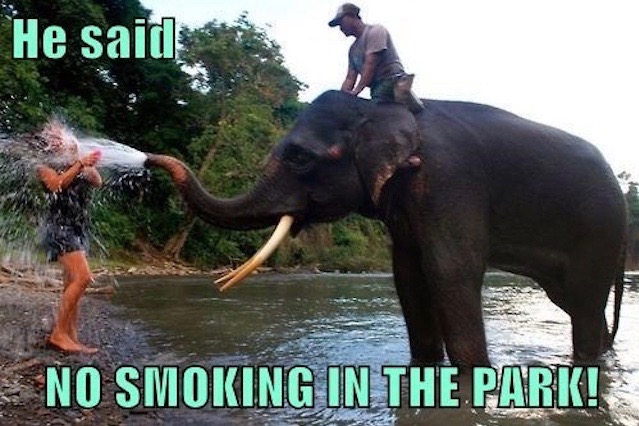 funny-pictures-elephant-water-face-woman-no-smoking