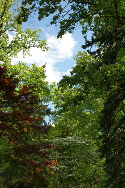 Woods