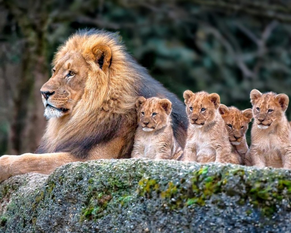 cute-lion-cubs-desktop-background