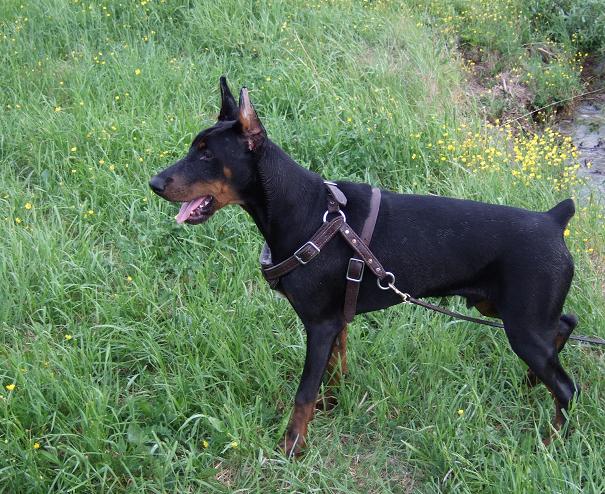 King - This guy knows he is the king. Almost 8 months on this photo.
Very high self esteem, but still ... I come back to this one word...
This dog has a FOCUS that is just impressive! 

It was as I thought, my brother has gotten himself a superb and stable animal!

Ah! It's nice to have a dog in the family again!!! Dogs are just great!!! 
This dog is more muscular at this age than is usual for the breed.
This is because he uses this harness that he has on in the picture.
By letting the dog pull the owner at almost all times while he is young one builds
up the strenght to levels not possible otherwise. A strict diet and other things such
as taking things step by step as he grows and not load any bodypart before it is ready to
handle the strain and so on. I think the equivalent is to train for the 100 meter dash.
This dog will be trained by means of Positive Reinforcement, basically by encouraging the dog with
praise and treats - undoubtably a good way of getting an animal that is secure and loving!