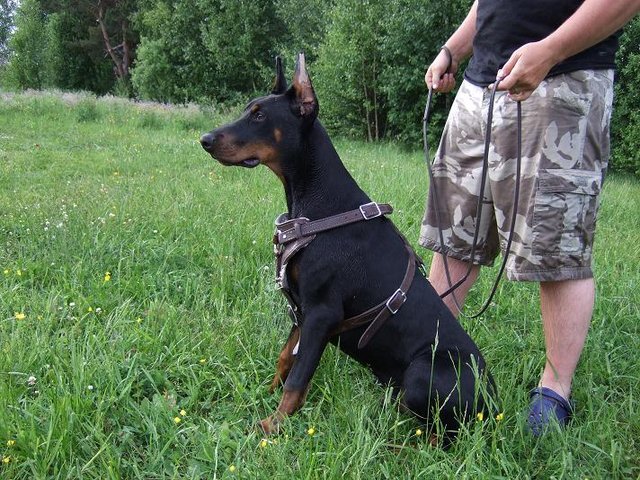 "King" the Dobemann on a field. - Ah, at last I have met the new member of my family. Woho! 
Almost 8 months old now. 

The harness is so that he can pull as hard as he likes.
Already he is so strong that he's tugging on the leash with a force of 150 to 200lbs when he moves forward.
King is like 79lbs (corrected, I thought he was 68lbs, but he's heavier man!! Wow!) heavy in this picture. That means he is gonna be a VERY big Dobermann when fully grown.
I held his leash (not me in the picture there..) and I tell you, this animal is strong!!! 
But he sits his ass down when told an is very well behaved also! 
He's a happy camper I think, full of joy, I think that is a way to say it! 

King is NOT of the breed "King Dobermann". He is the genuine Dobermann article.
