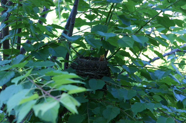 Rockin' Robin - Baby robin in nest just a few days old