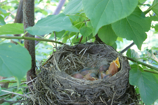 Close up of baby robins - Three of them in the nest