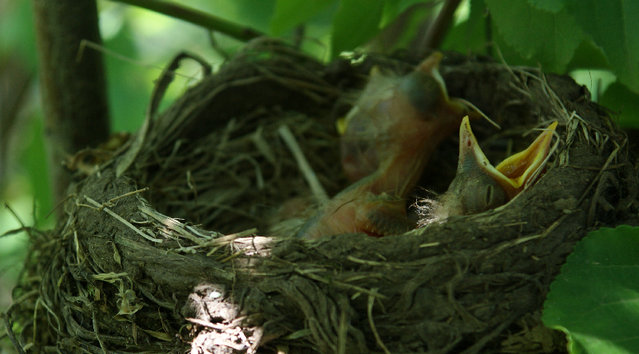 Baby close-ups - Robins