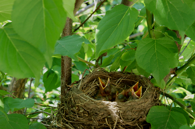 4 of them - 4 baby robins in a nest